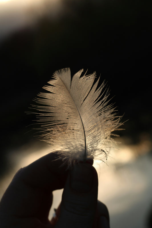 Feather held by a hand against a blurred natural background